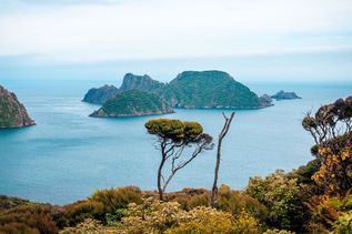 Pflanzen blühen vor dem Meer in Stewart Island, Neuseeland