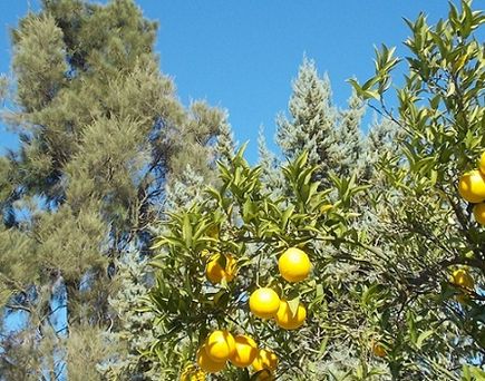 Zitronenbäume vor blauem Himmel