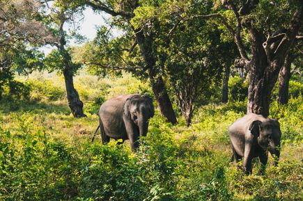 Elefanten kreuzen in Yala Nationalpark auf Sri Lanka (Indischer Ozean in Asien)