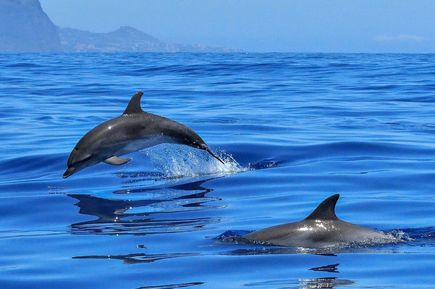 Delfine im Meer der Insel Fuerteventura