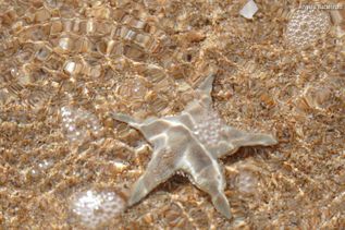 Seestern auf der Insel Sardinien