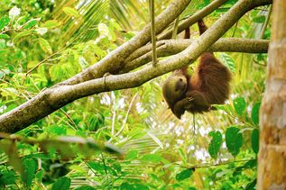 Tier hängt an Baum auf Costa Rica