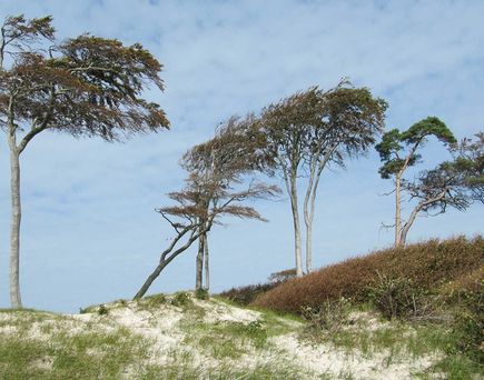 Windflüchter am Weststrand - Fischland