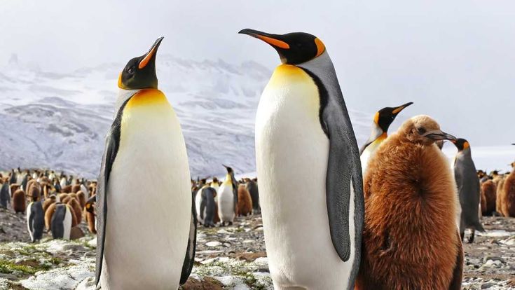 Fortuna Bay: Pinguin-Paar mit Baby Pinguin