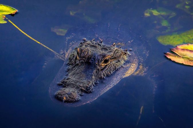Krokodil im Nationalpark Everglades in Florida