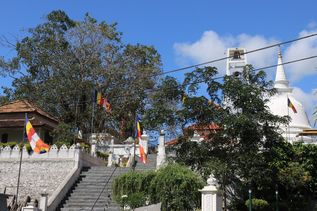 Bäume und Treppe in Anuradhapura