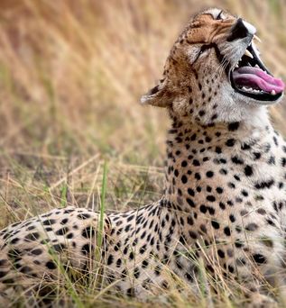 Raubtier im Serengeti Nationalpark in Tansania