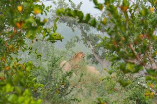 Leopard im Krüger Nationalpark in Südafrika