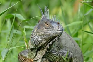 Costa Rica Reptil in Natur