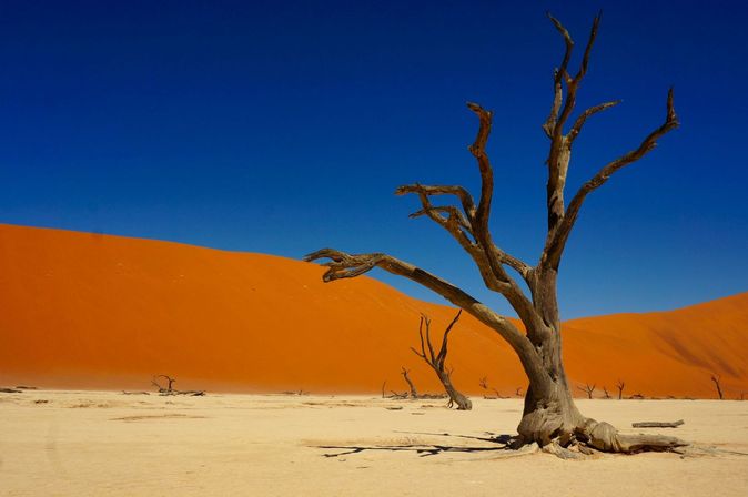 Wüste Sossusvlei mit kargem Baum in Namibia