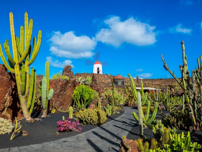 Kaktusgarten auf Lanzarote mit einer Windmühle auf einer Erhöhung 