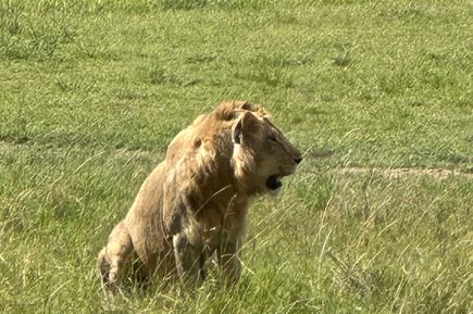 Junger Löwe im Gras 