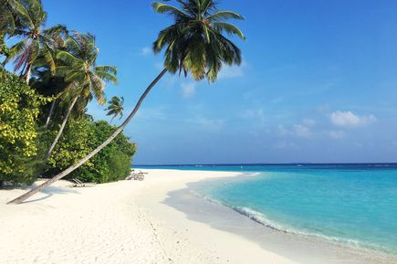 Palmen am Strand der Insel Mauritius (Indischer Ozean in Afrika)