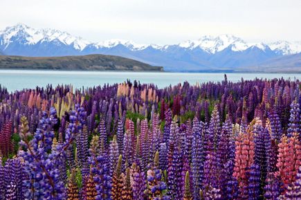 Lila Pflanzen blühen vor dem See Lake Tekapo in Neuseeland