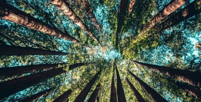 Blick nach oben in einen dichten Wald mit hohen Bäumen und grünem Blätterdach, durch das Sonnenlicht fällt.