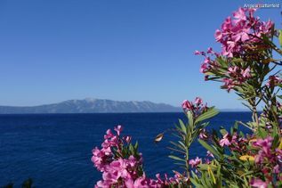 Pflanzen blühen am Meer in Kroatien