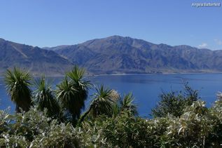 Pflanzen vor Fluss und Bergen in Neuseeland