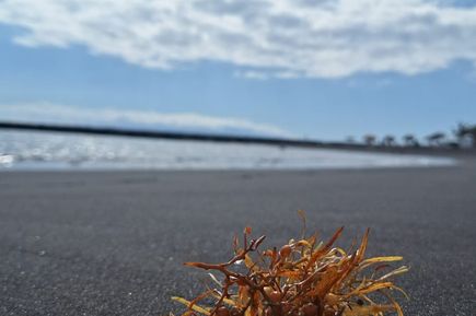 Braunes Seegras auf schwarzem Sandstrand unter bewölktem Himmel