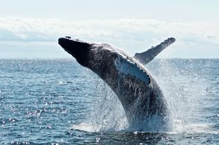 Wal in Meer bei Bootstour ab St. John's