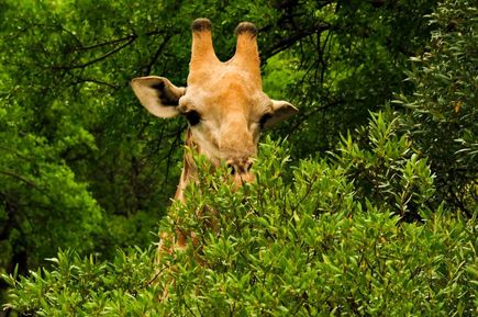 Tier in Südafrika Nationalpark