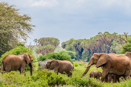 Elefanten im Samburu National Reserve in Kenia