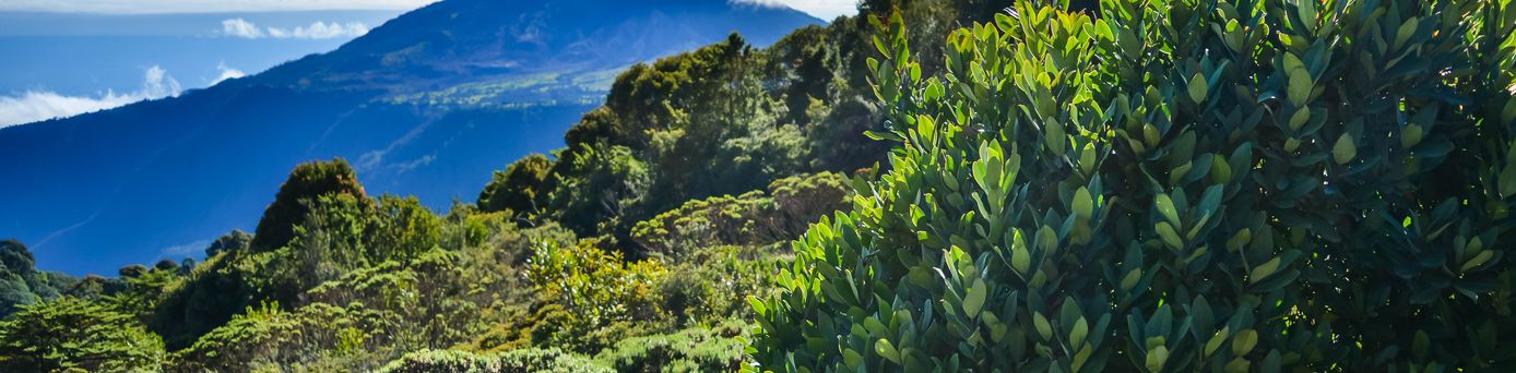 Grüne Natur am Berg auf Costa Rica