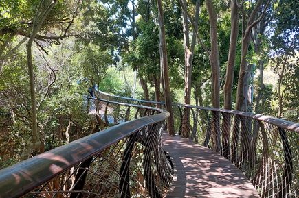 Holzbrücke durch den Wald