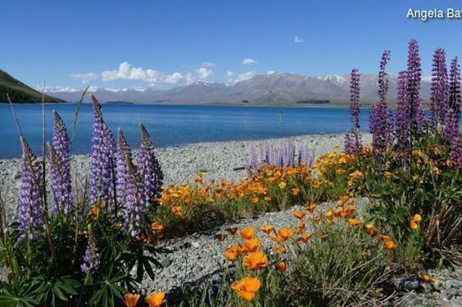 Pflanzen am Fluss in Neuseeland