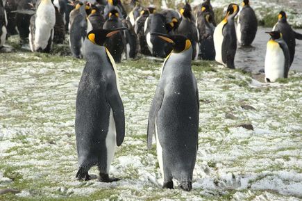 Königspinguine auf Feuerland