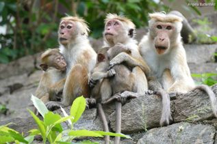 Affen auf Felsstein in Sri Lanka