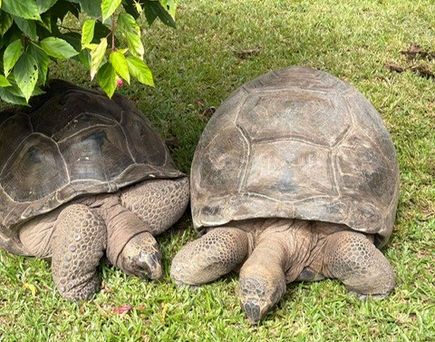 Zwei große Landschildkröten liegen nebeneinander im Gras unter einem grünen Strauch.