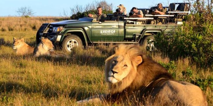 Safari-Jeep mit Reisenden beobachtet Löwen im Kariega Game Reserve in Südafrika – Symbol für verantwortungsvolle Safarireisen und Naturerlebnisse.