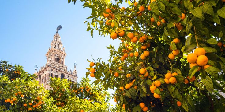 Blick auf die Giralda in Sevilla durch saftig grüne Orangenbäume mit reifen Früchten unter blauem Himmel.