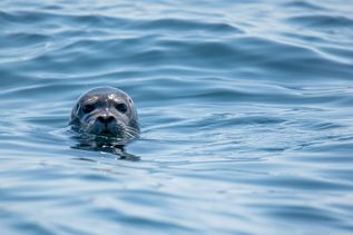 Robbe in Vancouver Island