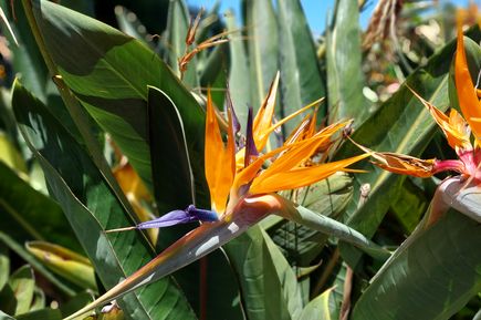 Aufnahme einer Papageienblume 