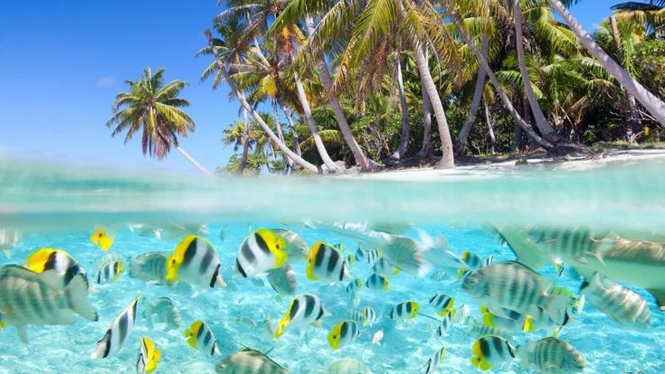 Fische im indischen Ozean