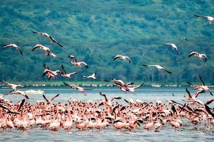 Vögel kreisen über dem See Lake Nakuru in Kenia