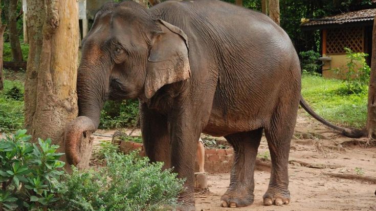 Elefant in Laos