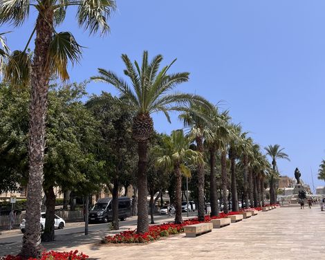 Straße mit Palmenallee