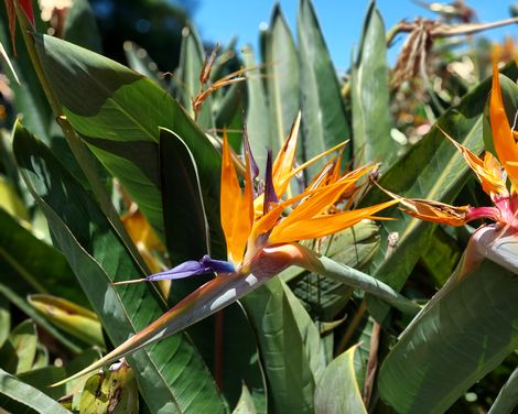 Aufnahme einer Papageienblume 