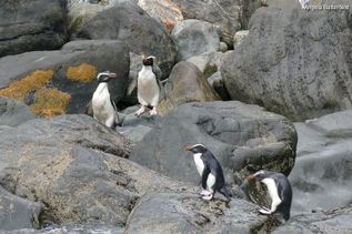 Pinguine auf Felssteinen in Neuseeland