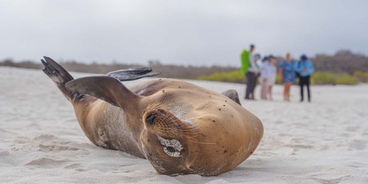 Galápagos-Seelöwe liegt auf dem Rücken