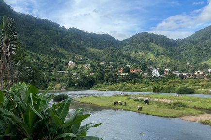 Grünes Tal mit einem kleinen Wasserloch und Kühen, die grasen