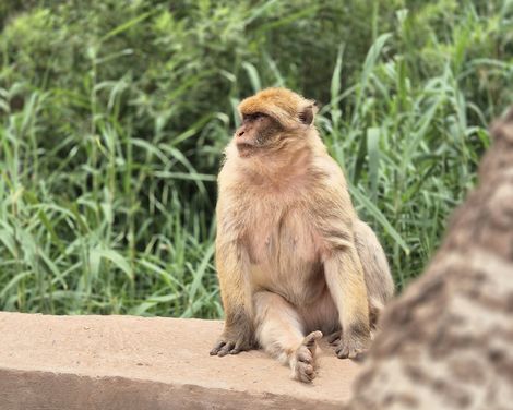Affe sitzt entspannt auf einer Mauer
