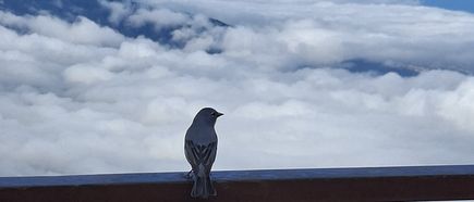 Kleiner Vogel sitzt auf einem Geländer über einem dichten Wolkenmeer im Teide-Nationalpark.