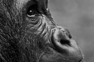 Tier im Zoo Basel in der Schweiz