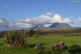 Grüne Landschaft in Neuseeland