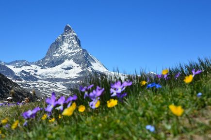 gelbe und lia Pflanzen blühen im Gras auf Berg in der Schweiz
