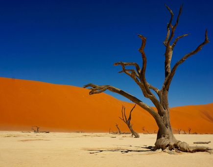Wüste Deadvlei mit kargem Baum in Namibia