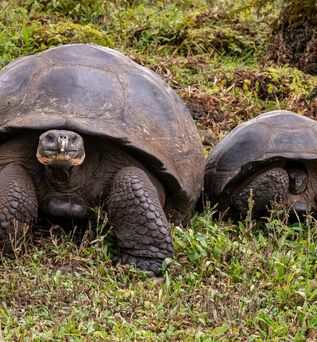 Schildkröten auf den Galapagos-Inseln